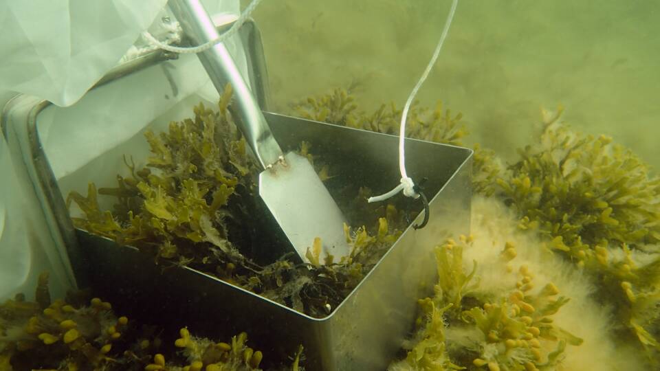 A metallic scraper is used to collect samples amongst bladder wracks.