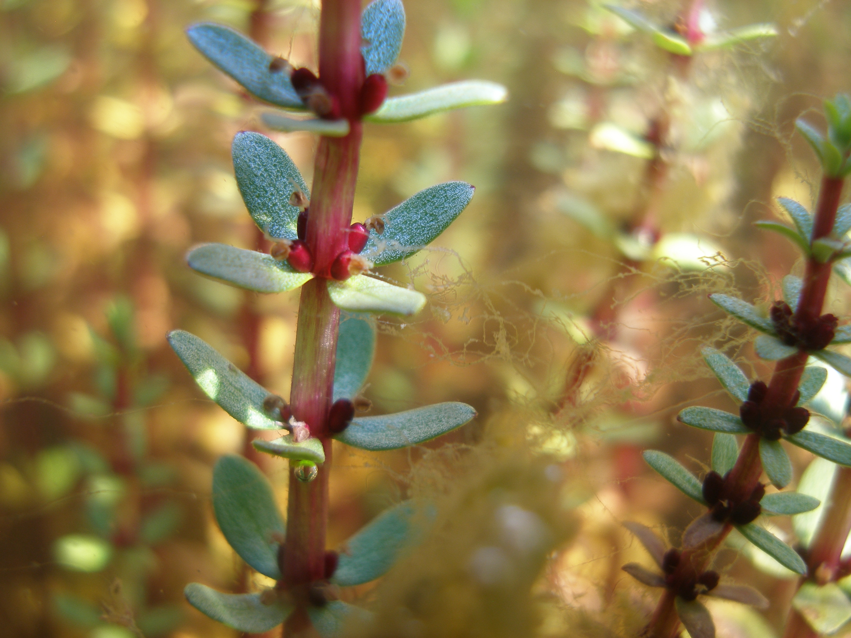 The red stem and flowers, as well as the characteristic whorls of four leaves along the stem of the fourleaf mare’s tail (Hippuris tetraphylla).