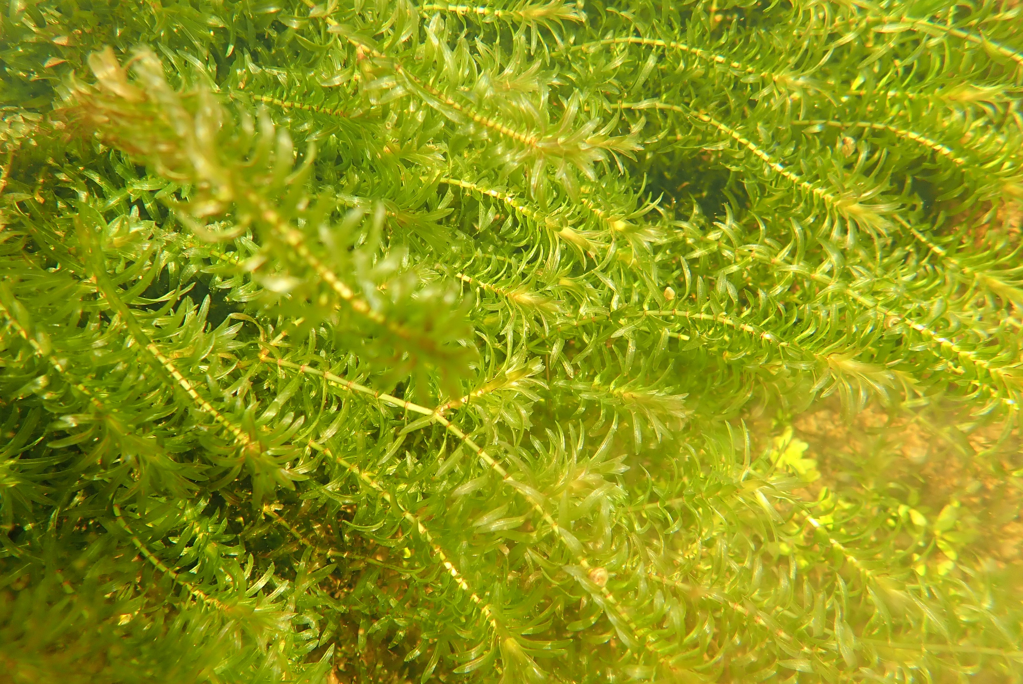 A lush growth of Canadian pondweed.