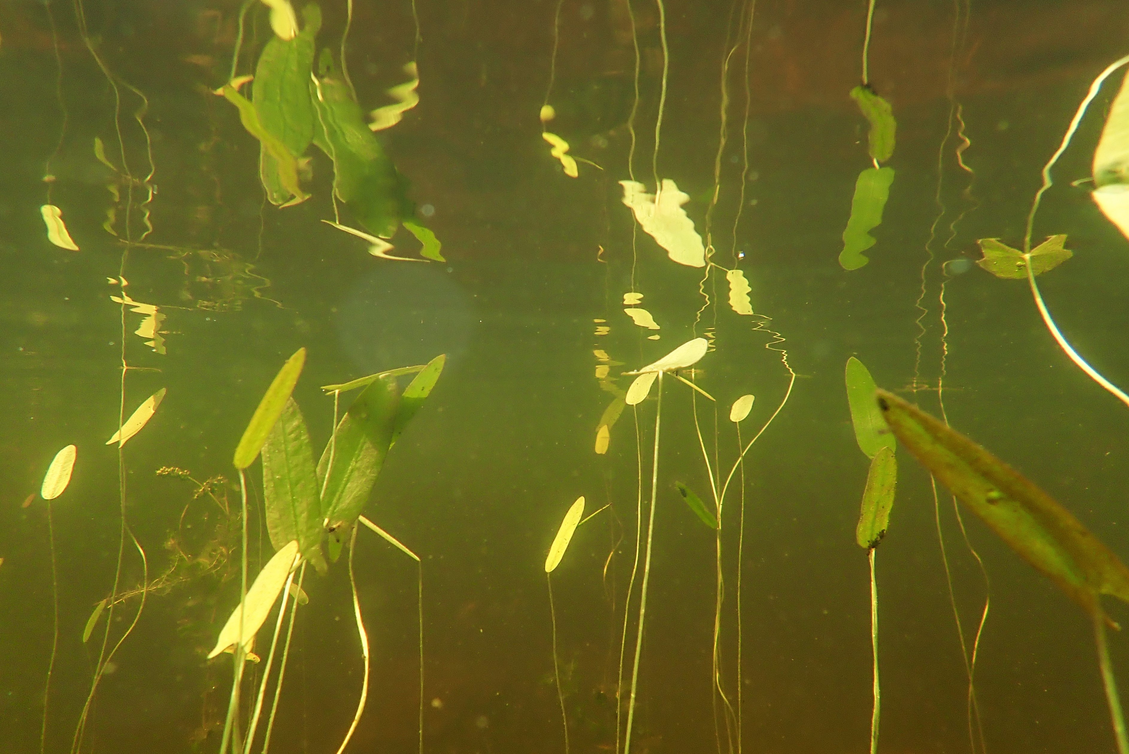 Under water, the aquatic plants stretch towards the surface