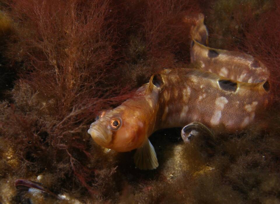 Valga Fish Fish species - The Baltic Sea