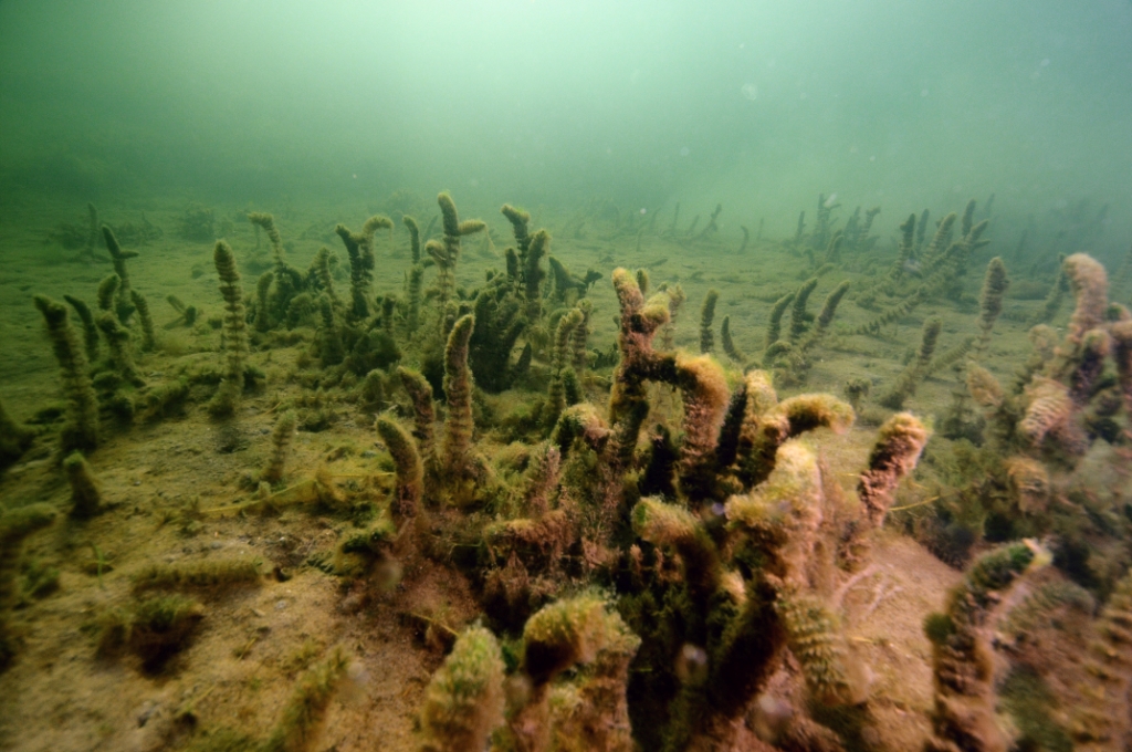 Watermilfoils and coontail - The Baltic Sea
