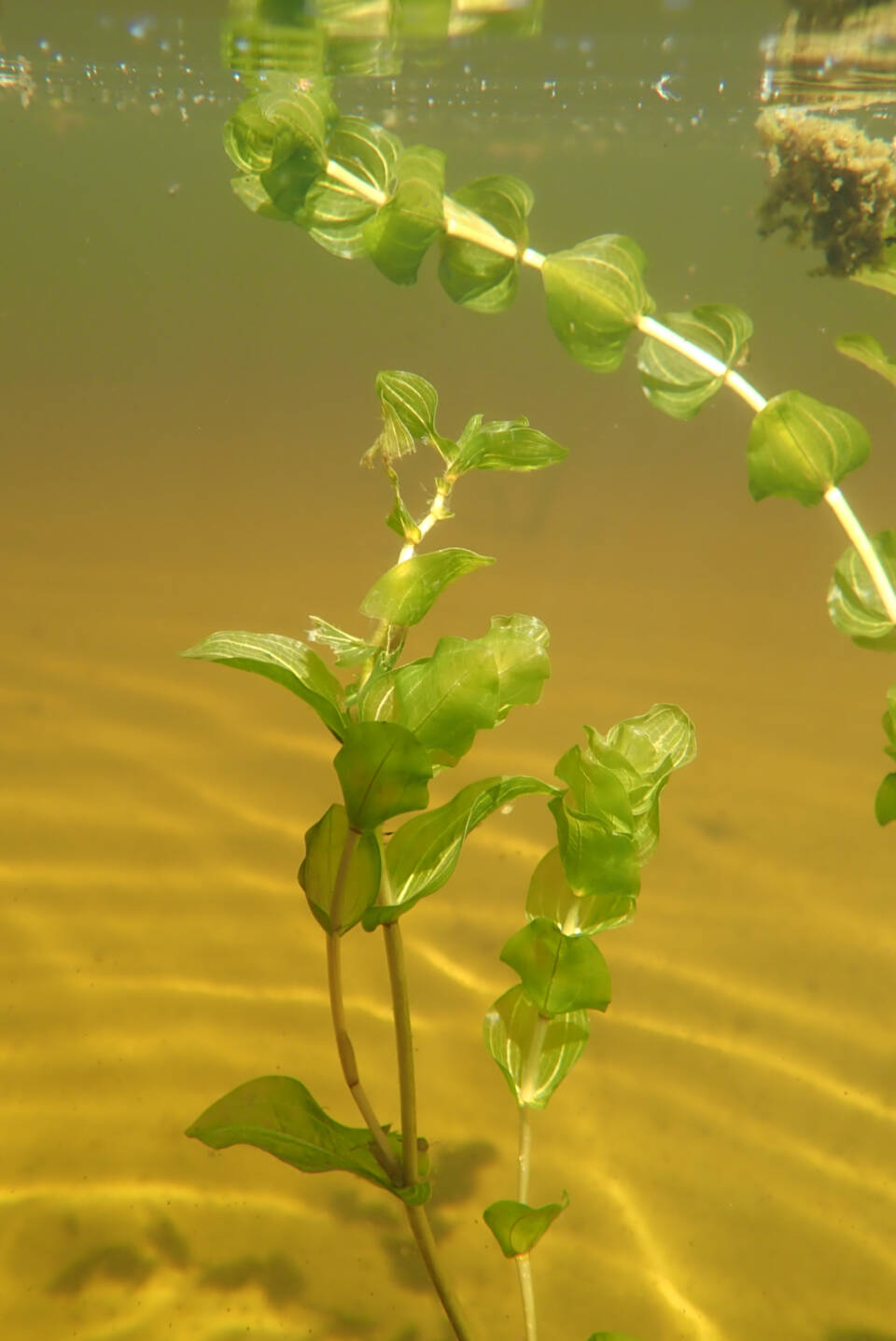 Pondweed Habitats The Baltic Sea Pondweed Habitats The Baltic Sea