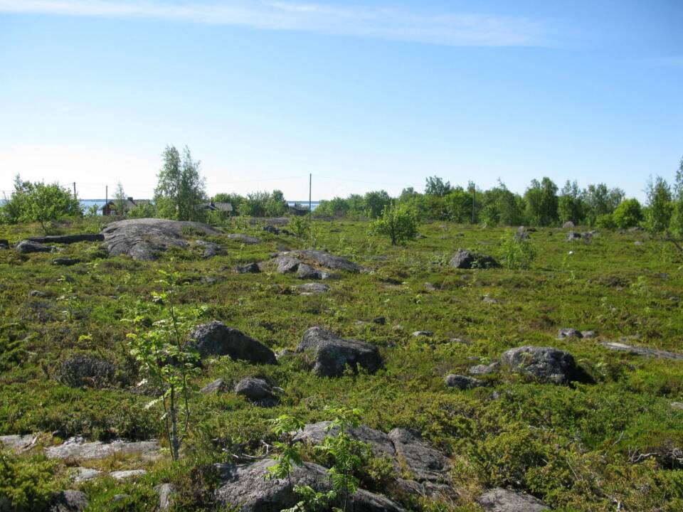 Kesäisen vihertävää avointa varvikkonummea, taaempana matalia lehtipuita.