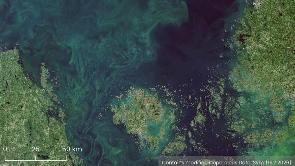 Blue-green algae in the Bothnian Sea.